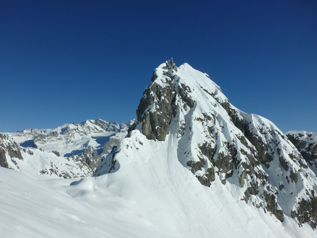 Große Bischofsmütze