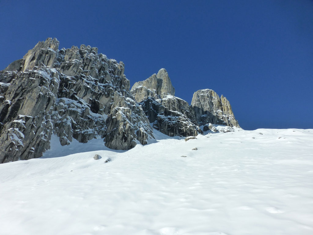 Große Bischofsmütze