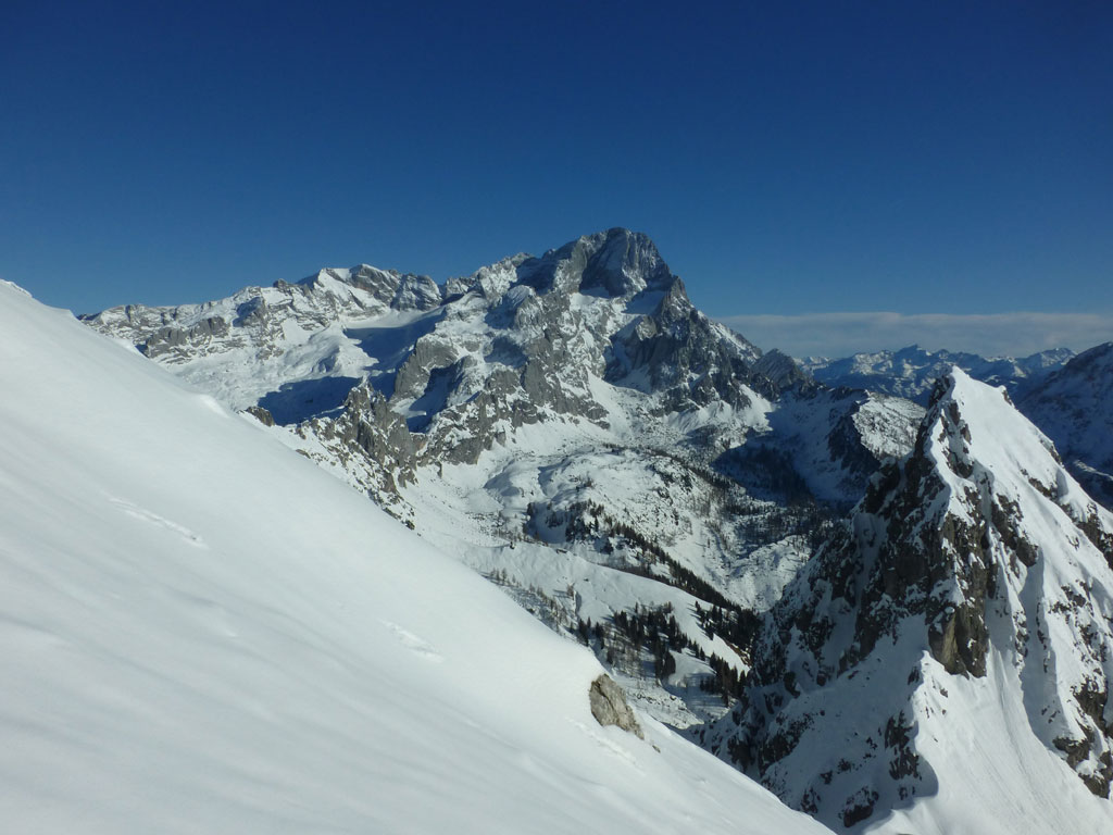 Große Bischofsmütze