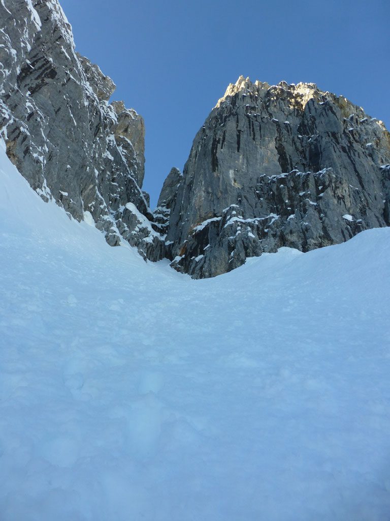 Große Bischofsmütze