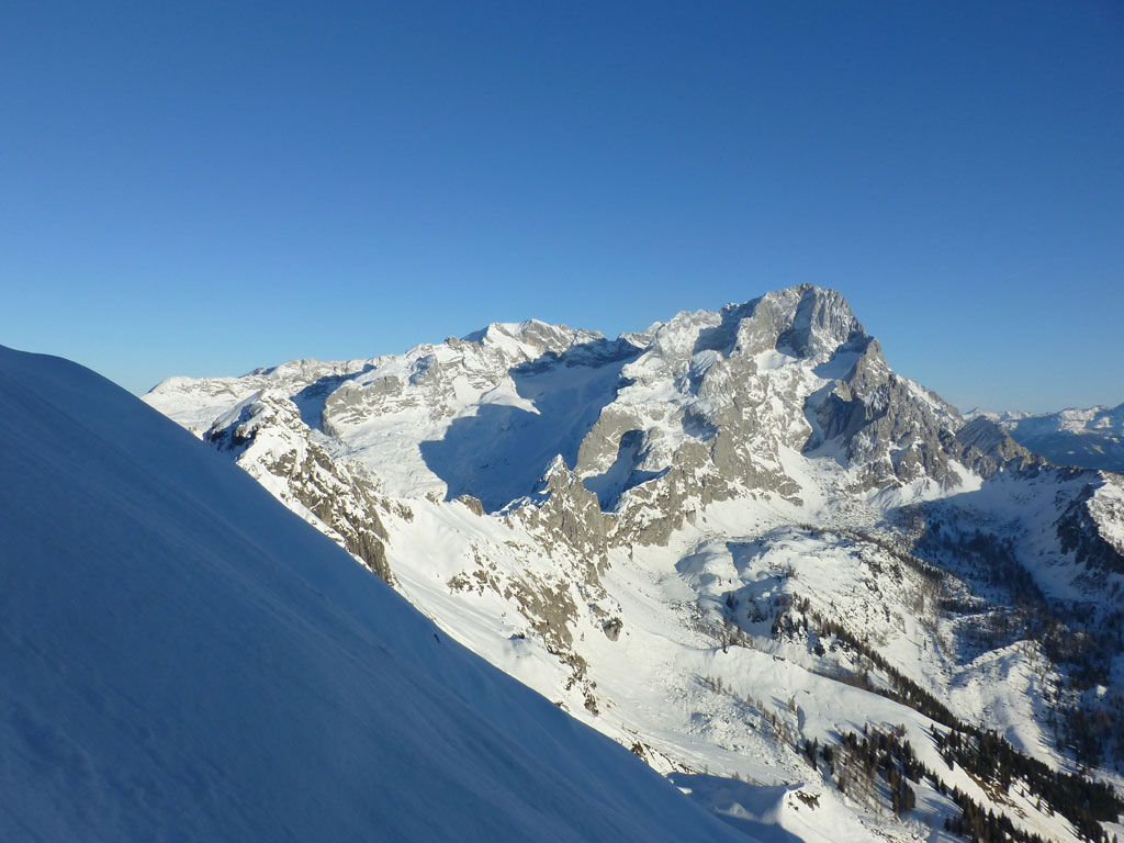 Große Bischofsmütze