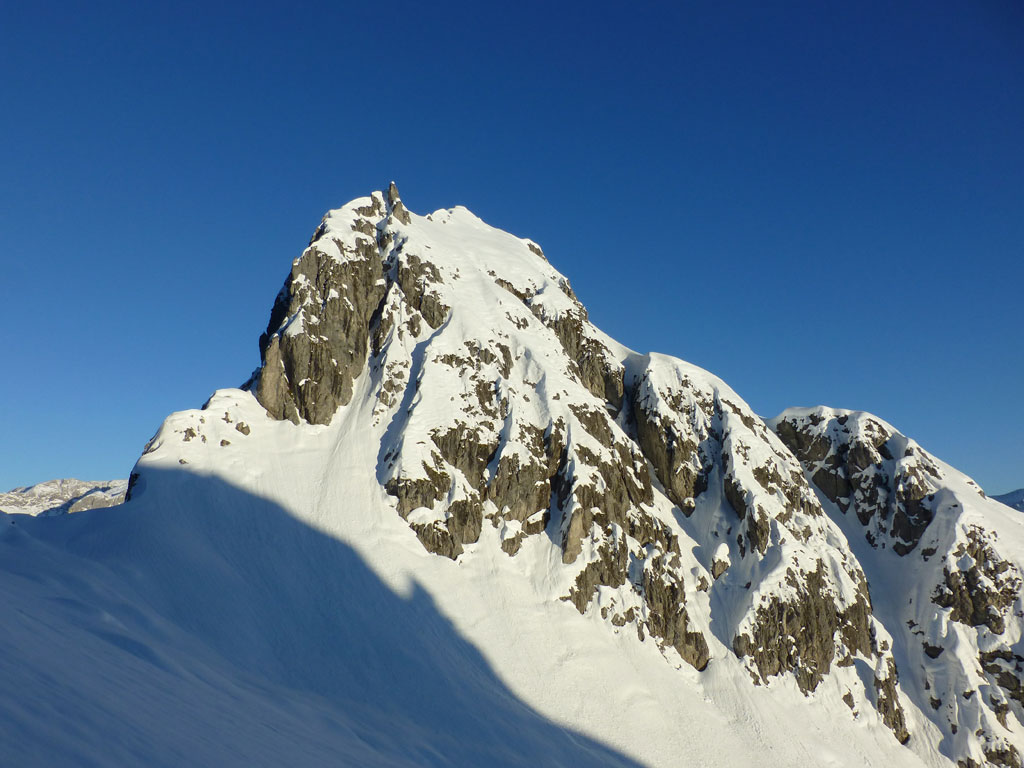 Große Bischofsmütze